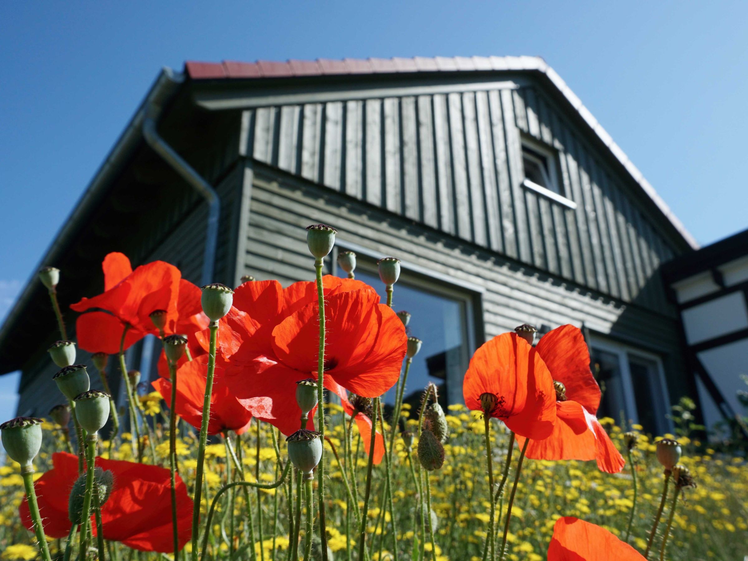 Rote Blumen im Vordergrund mit Blick auf die grüne Holzfassade des Hauses